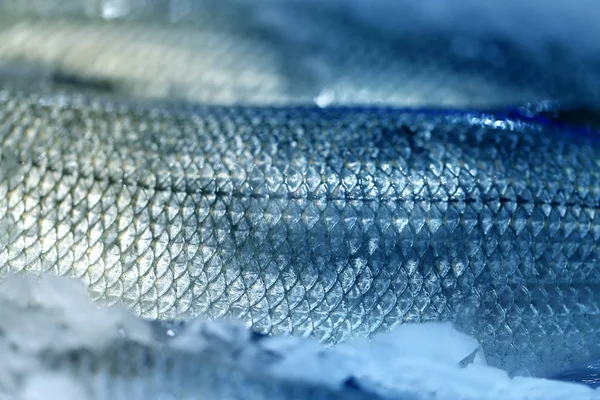 Фотофон Яркий Макро Красивая Рыба Льду — стоковое фото