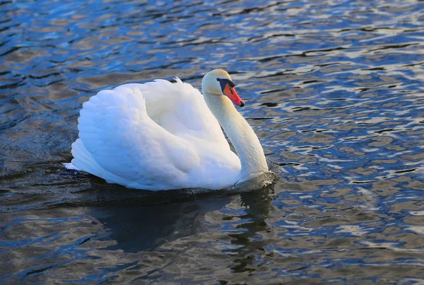 Яркое Макрофото Красивого Белого Лебедя Голубом Пруду — стоковое фото