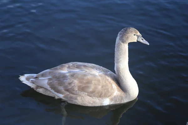 Яркое Макрофото Красивого Белого Лебедя Голубом Пруду — стоковое фото