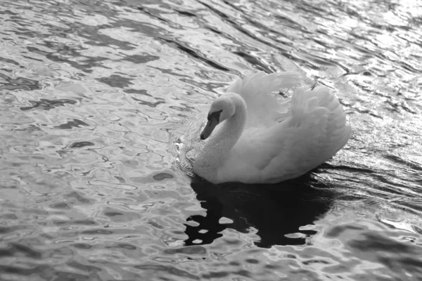 Bright Macro Photo Beautiful White Swan Blue Pond — Stock Photo, Image