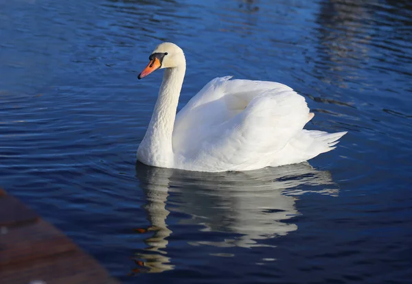 Foto Macro Brillante Hermoso Cisne Blanco Estanque Azul —  Fotos de Stock