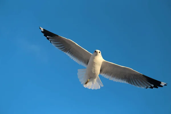 Super Macro Foto Van Een Witte Zeemeeuw Tijdens Vlucht Blauwe — Stockfoto