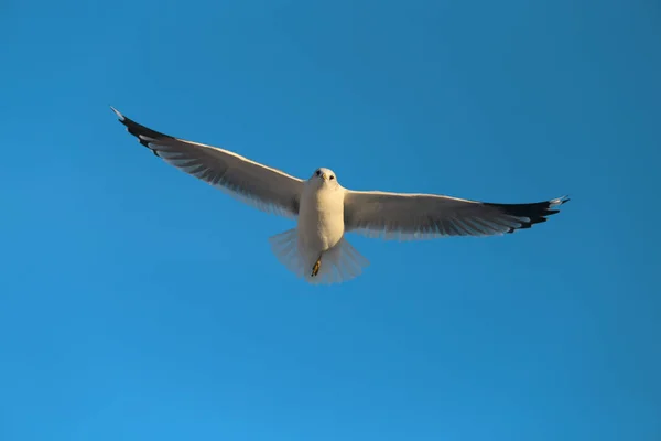 Супер Макро Фото Білої Чайки Польоті Блакитному Небі — стокове фото