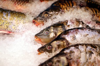 Güzel kırmızı taze balık makro vitrin'fotoğrafı