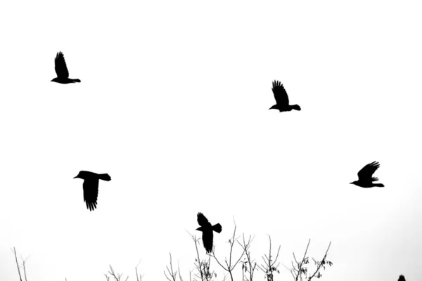 Photo Black Silhouettes Flying Birds Winter Background — Stock Photo, Image