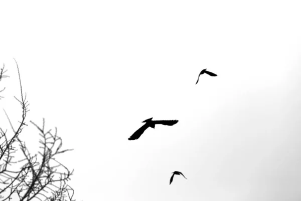 飛ぶ鳥の冬の背景上の黒いシルエットの写真 — ストック写真