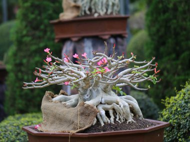 Pembe çiçekli güzel Banzai ağaç yakın çekim