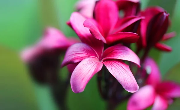 Beautiful Pink Flower Photographed Close — Stock Photo, Image