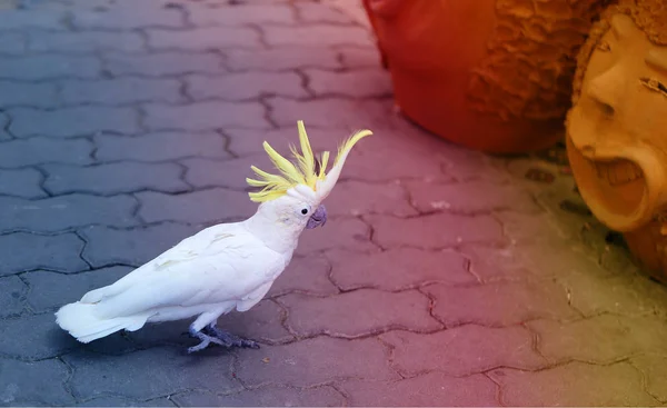 Krásné Bílé Papoušek Kakadu Fotografován Zblízka — Stock fotografie