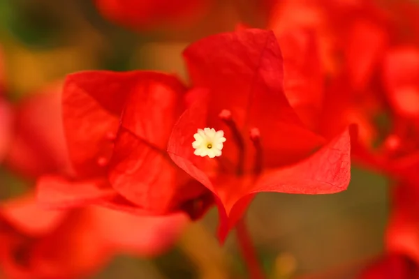 Красный Цветок Сфотографировали Крупным Планом — стоковое фото