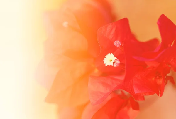 Beautiful Red Flower Photographed Close — Stock Photo, Image