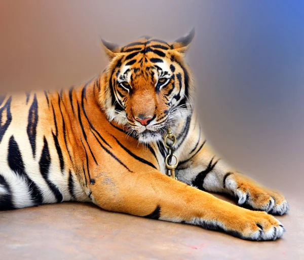 Schöner Trauriger Tiger Einer Kette Thailand — Stockfoto