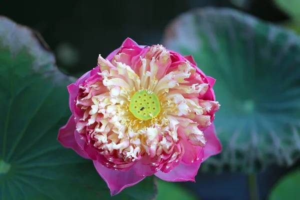 Beautiful Pink Flower Photographed Close — Stock Photo, Image