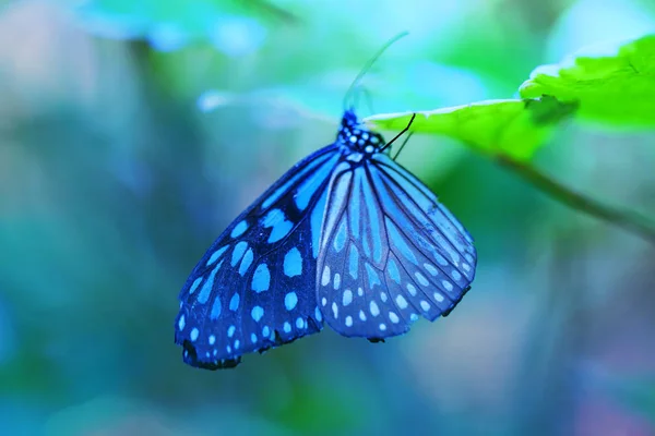 Schöner Blauer Tropischer Schmetterling Auf Verschwommenem Hintergrund — Stockfoto