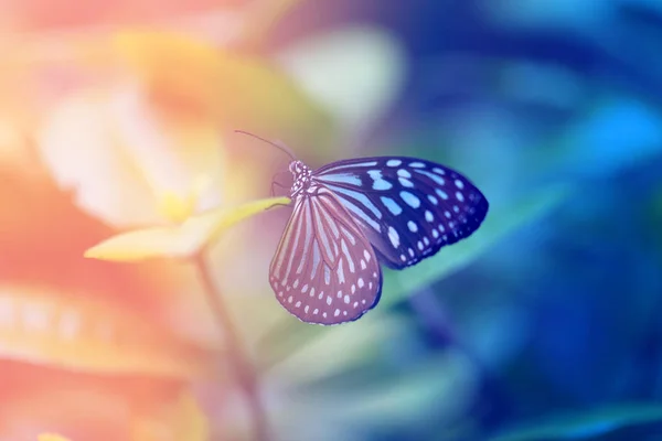 Schöner Blauer Tropischer Schmetterling Auf Verschwommenem Hintergrund — Stockfoto