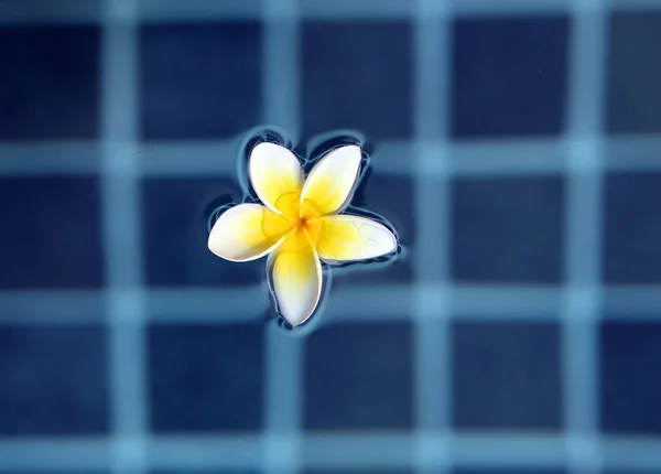 Fotografia Makro Jasny Kwiat Biały Bouganvilla Woda Basenie — Zdjęcie stockowe