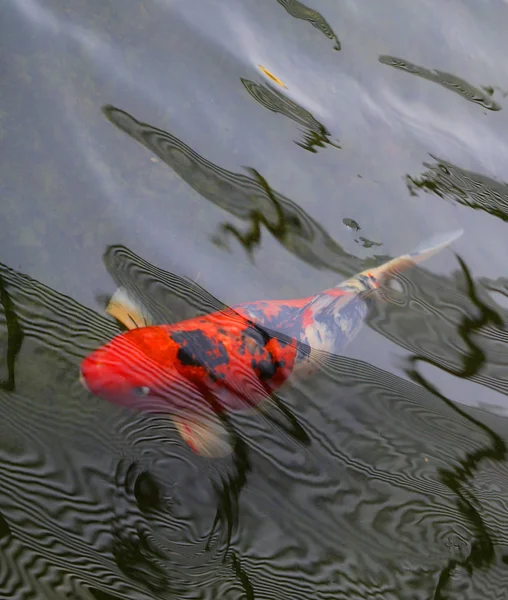 Foto Macro Brillante Peces Carpa Roja Agua Clara Depósito — Foto de Stock