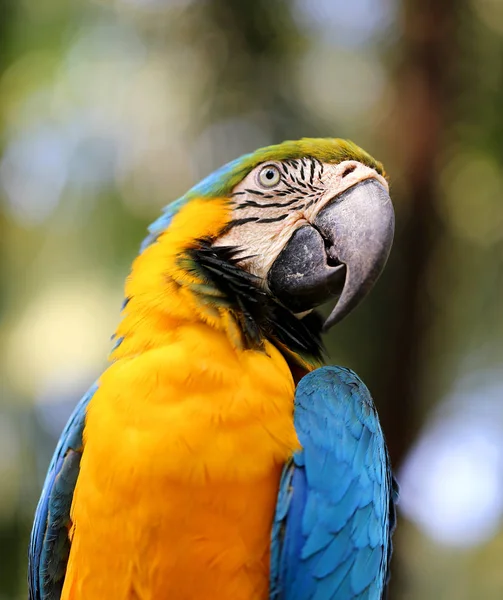 Macro Foto Naturaleza Loro Guacamayo Azul Iluminado Por Sol —  Fotos de Stock