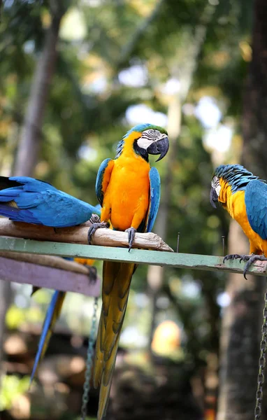 Макро Фотографія Природи Блакитних Папуг Освітлених Сонцем — стокове фото