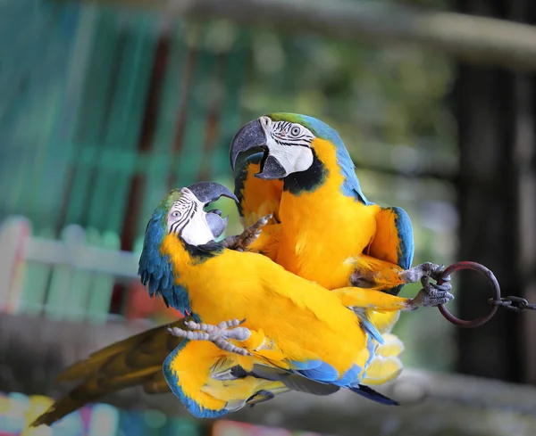 Macro Photo Nature Blue Macaw Parrots Lit Sun — Stock Photo, Image