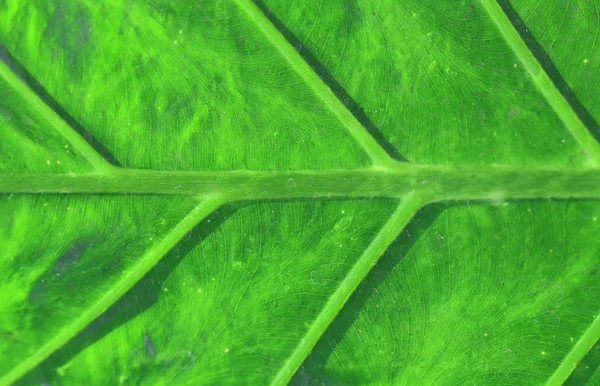 Fotografía Macro Brillante Una Hoja Verde Grande Iluminada Por Sol — Foto de Stock