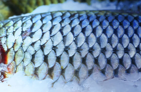 Fotó gyönyörű makró nagy hal mérlegek — Stock Fotó