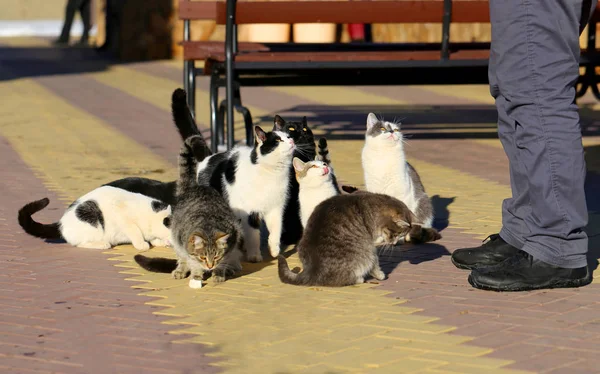 Photos of funny many cats eat on the veranda cafe