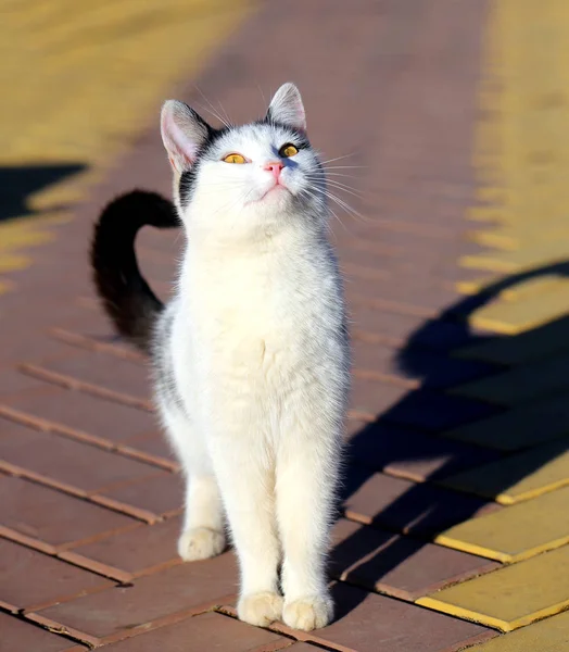 Foto Macro Retrato Gato Engraçado Iluminado Pelo Sol Natureza — Fotografia de Stock