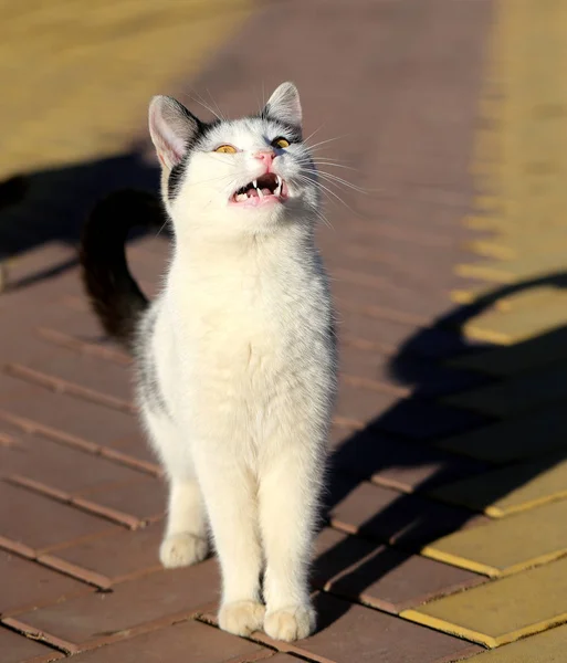Photo Macro Portrait Funny Cat Lit Sun Nature — Stock Photo, Image