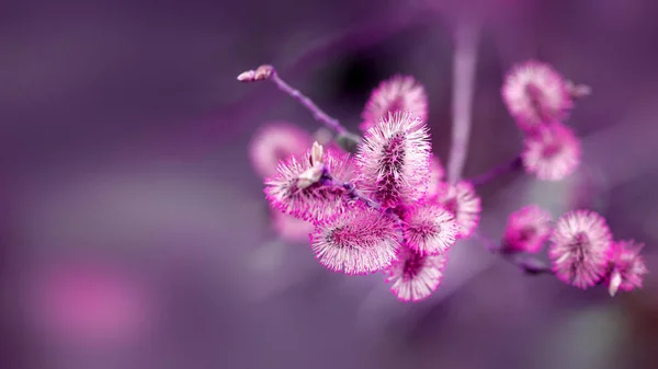 Foto Von Retro Frühling Hintergrund Mit Rosa Knospen Auf Bäumen — Stockfoto