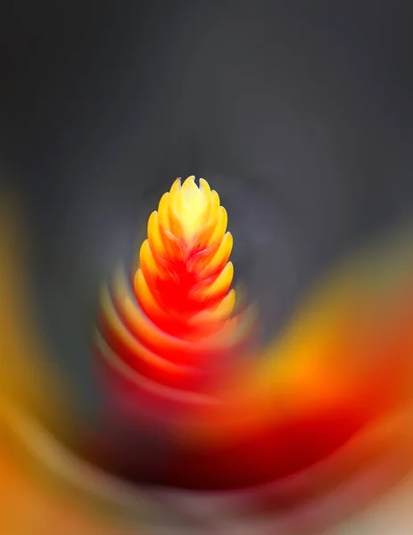 Fino macro foto de flor de fuego —  Fotos de Stock