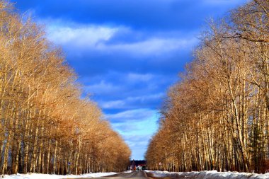 Fotoğraf arka plan parlak manzara ağaçlar ve yol