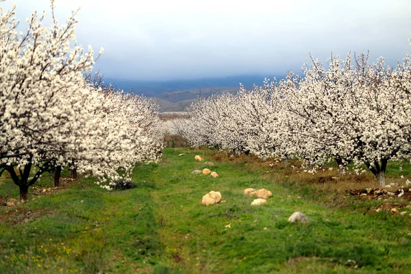 Fotoğraf manzara çiçeklenme kayısı bahçeleri