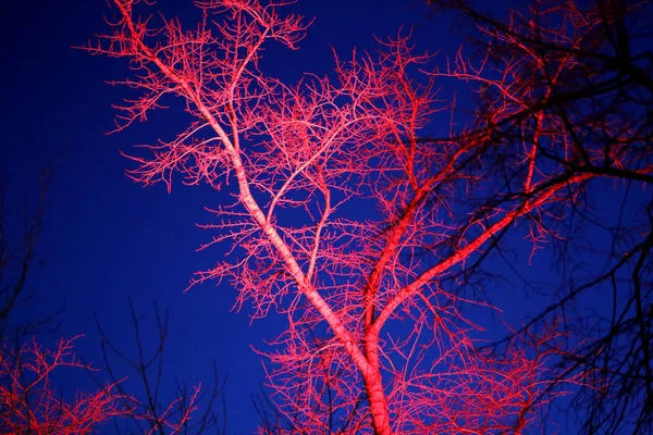 Schönes Makrofoto eines rot angestrahlten Baumes gegen — Stockfoto