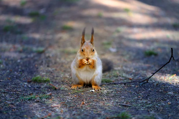 Jasná fotka Chlupaté veverky v jedlové pralese — Stock fotografie