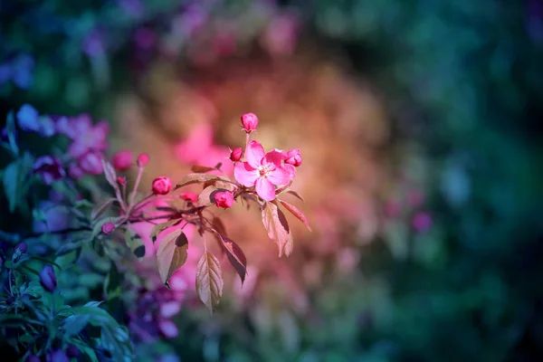 Beautiful photo of pink spring sakura flowers in early spring — Stock Photo, Image