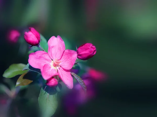 Nádherná fotka z růžových sakurských květů na začátku jara — Stock fotografie