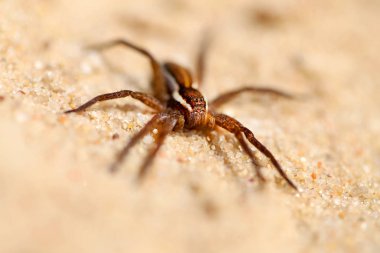 Sahilin beyaz kumüzerinde Makro büyük örümcek