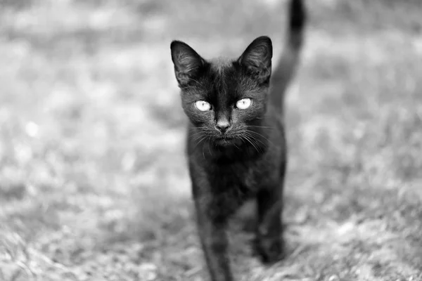 Macro photo of a black kitten looking at you — Stock Photo, Image