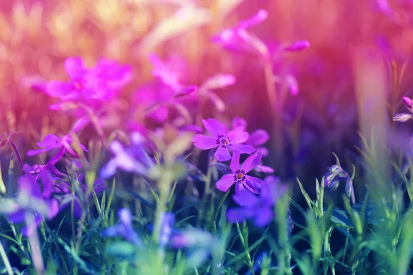 Foto di sfondo di primavera fiori lilla — Foto Stock