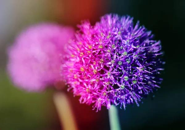 Foto primavera macro-lilla fiore rotondo — Foto Stock