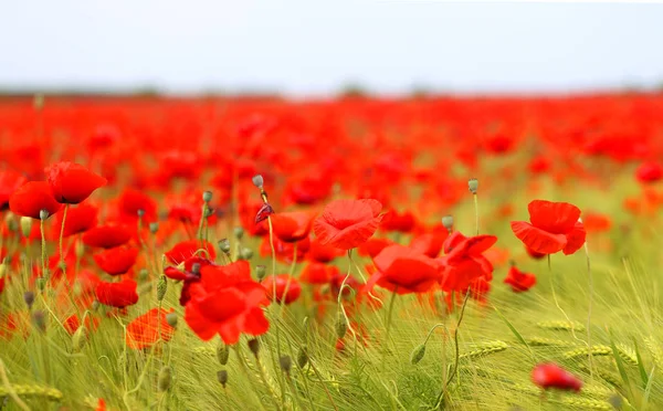 Grande paisagem foto com papoilas vermelhas na primavera — Fotografia de Stock