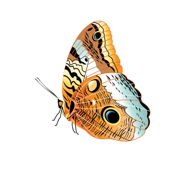Векторная красивая бабочка изолирована — стоковый вектор