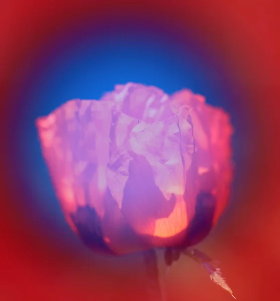 Foto macro fina de amapola roja en el jardín de verano — Foto de Stock