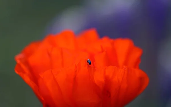 Feines Makrofoto von rotem Mohn im Sommergarten — Stockfoto