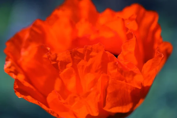 Fine macro photo of red poppy in summer garden — Stock Photo, Image