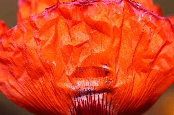 Foto macro fina de amapola roja en el jardín de verano — Foto de Stock