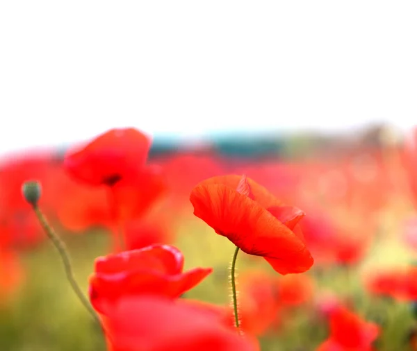 フィールド上の美しい赤いポピーの花の写真風景 — ストック写真