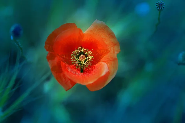 Paysage photo de belles fleurs de coquelicots rouges sur un champ — Photo