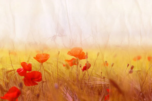 Fotó táj szép piros Pipacsok virágok a területen — Stock Fotó